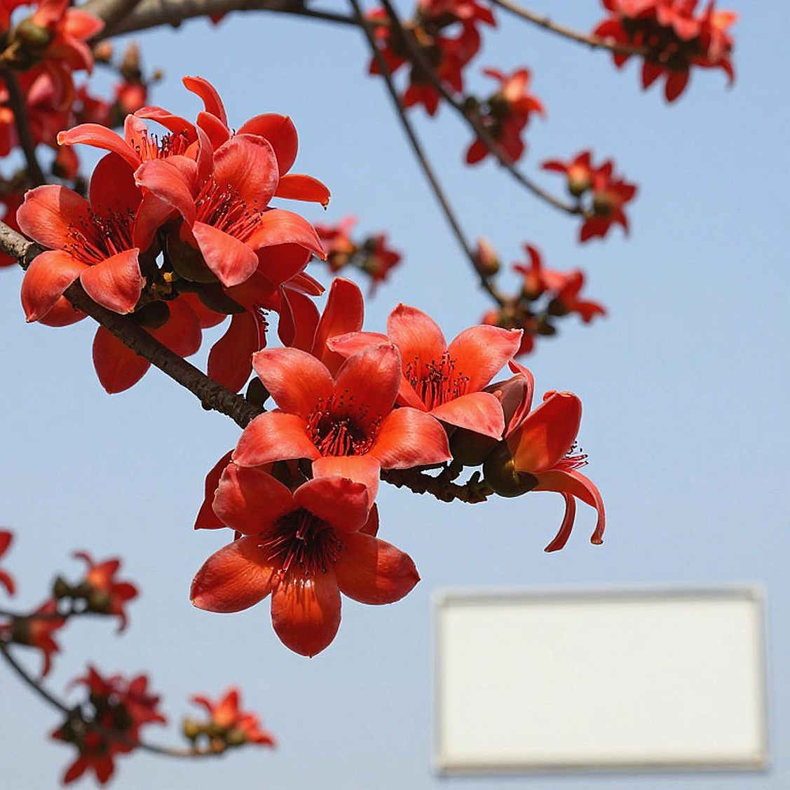 আল্পসের ৩৩০ কিলোমিটার, ভিয়েতনামের ১৩৮ ঘণ্টা: ঘড়ি যা মনে রাখল, পদকতালিকা যা ভুলে গেল